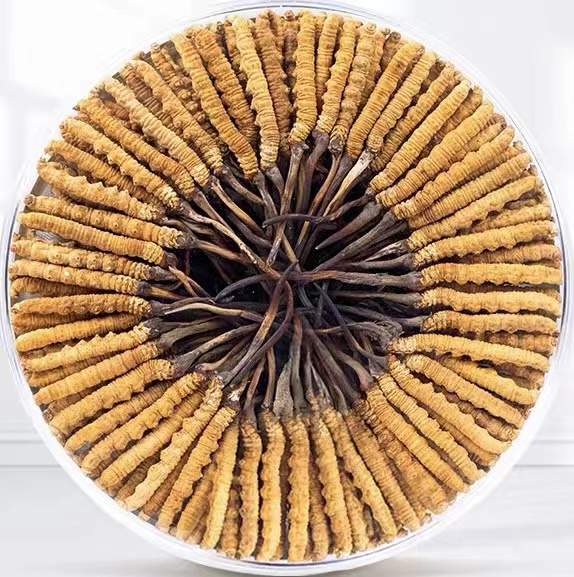 大冶冬虫夏草回收